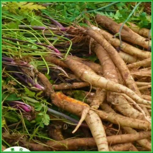 沙参,健胃消肿,好药也