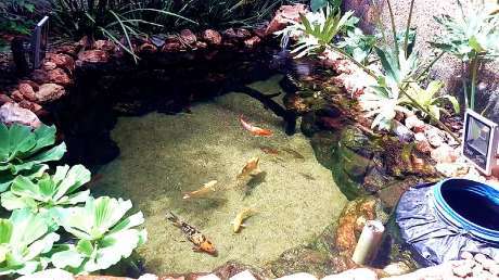 花500元!庭院墙角自建小鱼池,谁来都说美滋滋!