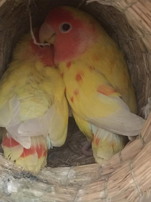 黄桃牡丹鹦鹉黄色羽毛变红,片状的,是怎么回事?