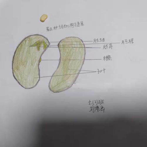 海阳镇中七年级《徒手解剖双子叶植物种子实验》优秀绘图报告