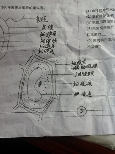 手画一个洋葱表皮细胞模式图