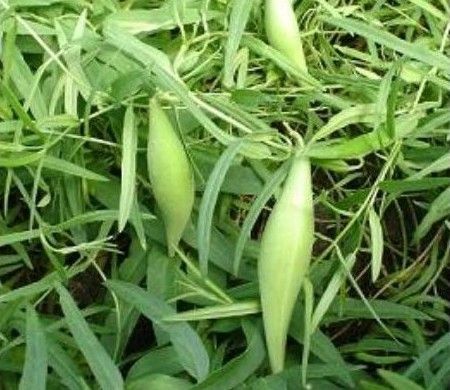 羊母奶草的神奇功效