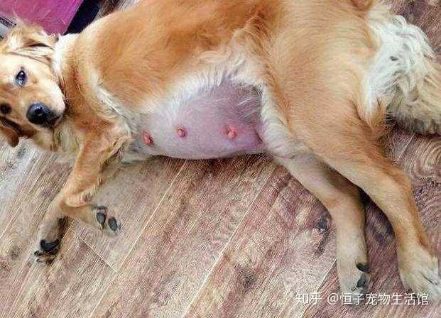 狗狗怀孕了不能吃什么?