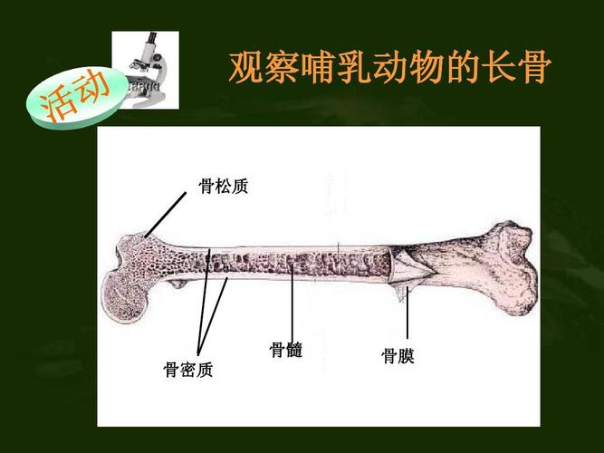 观察哺乳动物的长骨 骨松质 骨髓 骨密质 骨膜