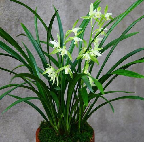 这款兰花是无法超越的经典价格便宜性价比很高