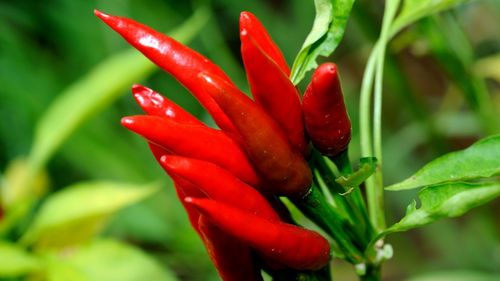 红辣椒图片大全大图(6/13)