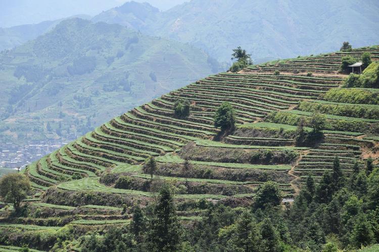 安溪茶山(感德高坪头)