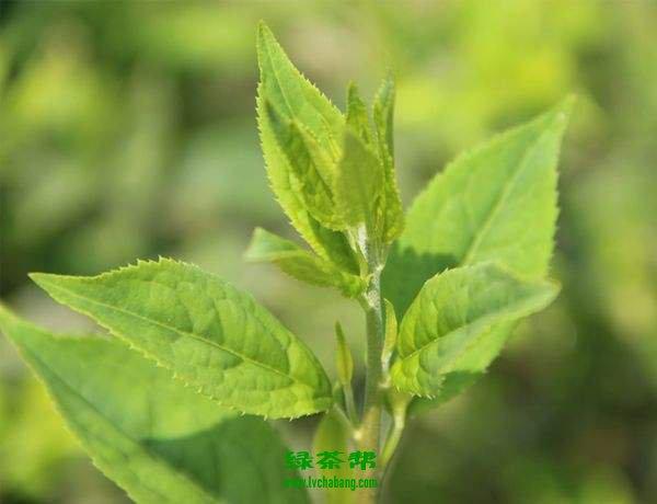 青刺尖茶能长期喝吗 青刺尖茶治痔疮效果好吗