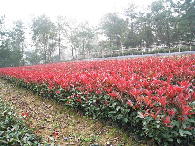红叶石楠_公司相册-湖南常源苗木基地