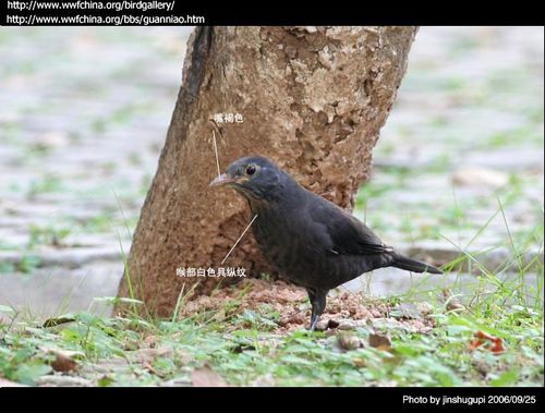 [鸟种鉴别]上海鸫类野外鉴别
