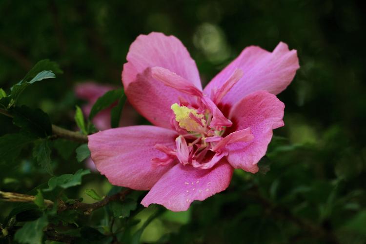 木槿花