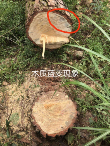 因松材线虫病侵染而枯死的树木,由于青变菌的寄生,木质部通常有蓝变