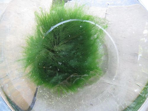 介绍:“绿毛龟有‘水中翡翠’之称,它与白玉龟,蛇形龟