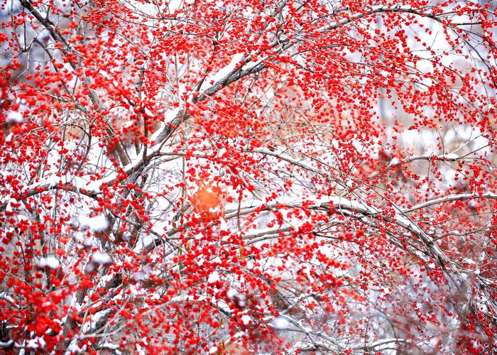 红装素裹分外妖娆!