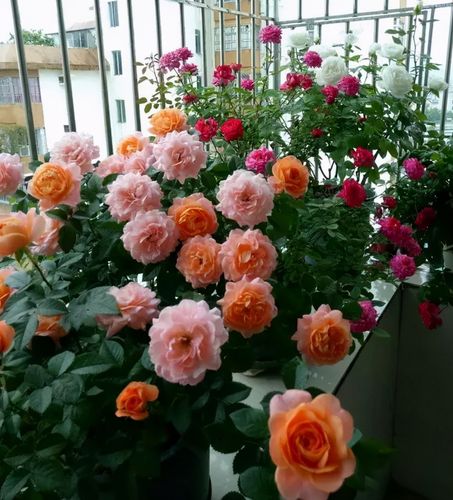 阳台养月季当属果汁阳台5大优点粉丝多又美又香太优秀