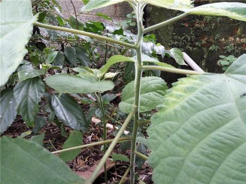 野苎麻药用_麻叶