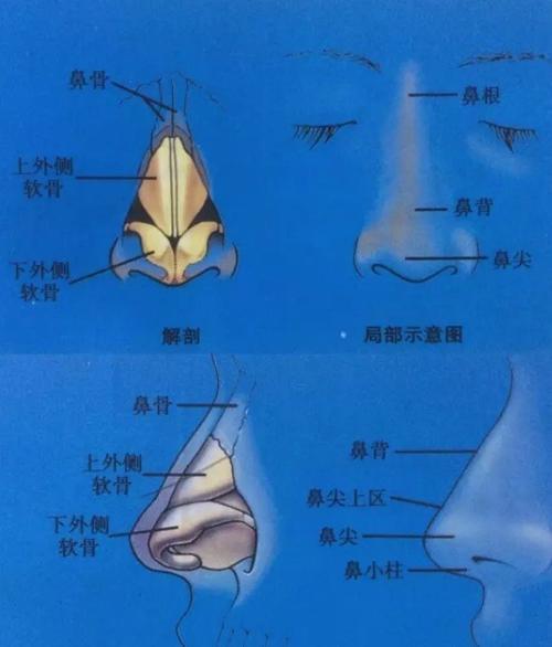 鼻部解剖示意图(图片来自《达拉斯鼻整形术》)