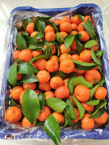 上午10:00不到,我老公就下楼把我们家的一箱橘子给搬上来了,59块钱20