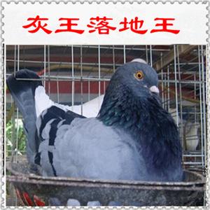 灰王鸽公斤鸽肉鸽大型鸽元宝鸽落地王下蛋鸽活鸽子种鸽鸟活体宠物