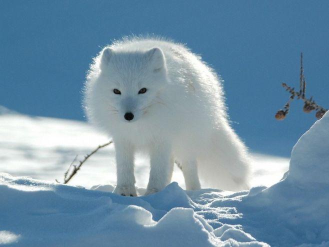 白狐狸