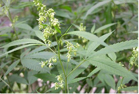 【存盘】巴马火麻仁的药用价值