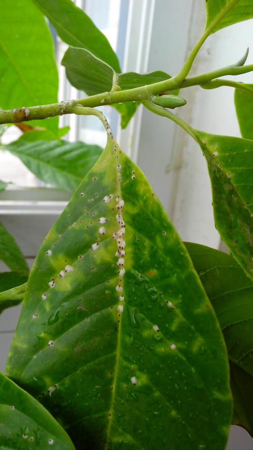 这个是黄角兰树上的虫,是什么虫,怎么治,谢谢!