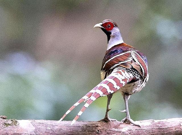 中国特有的一种珍稀鸟类,喜欢躲藏在草丛或树丛中,你