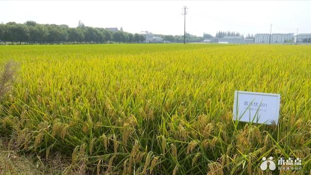 选育上再获新进展:新培育的"嘉丰优2号","秀水香1号"分别荣获2017年