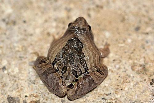 我今天在河边抓到一只蛙类,请问这是什么娃,有毒吗?