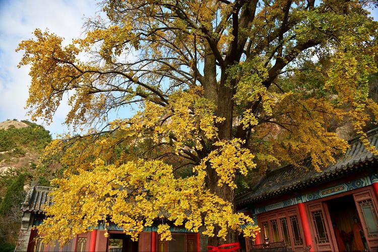 古刹名寺·千年银杏树