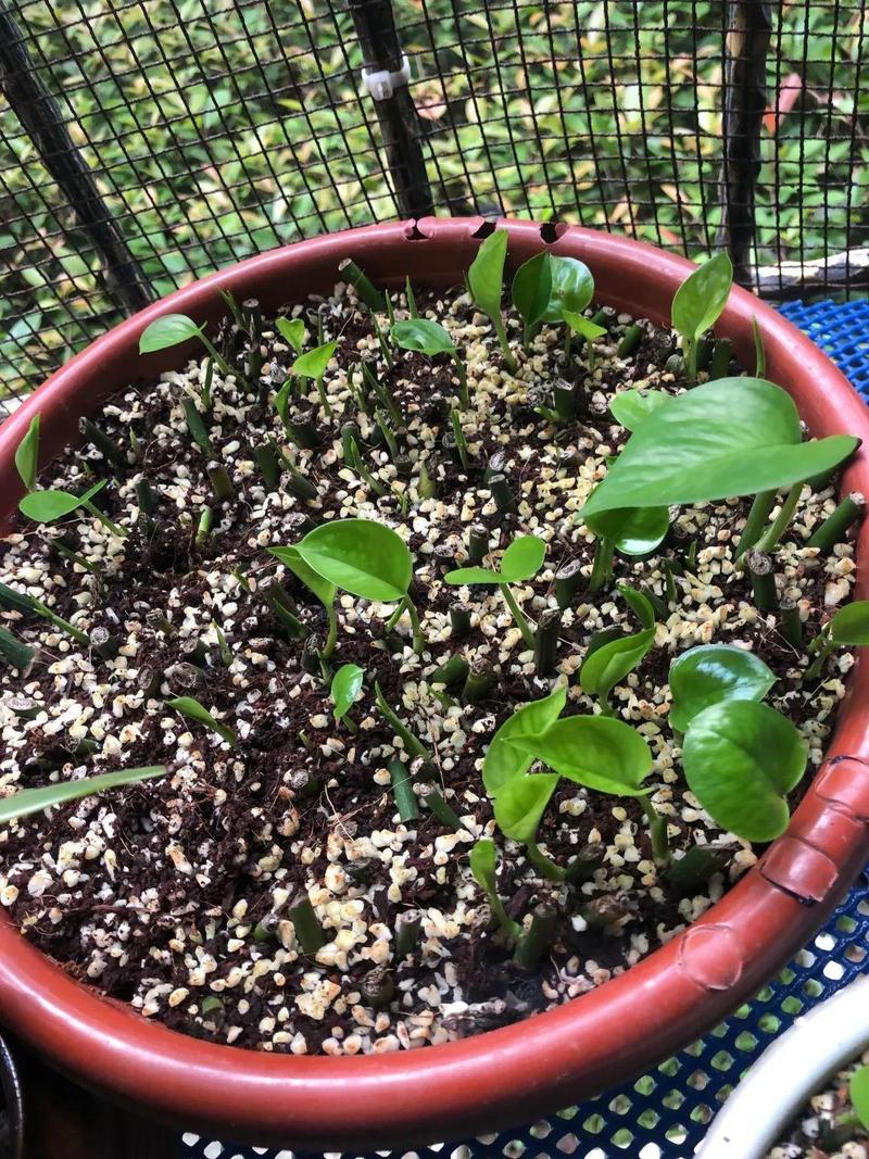 花烂了先别扔,剪一刀种土里,还能长嫩芽