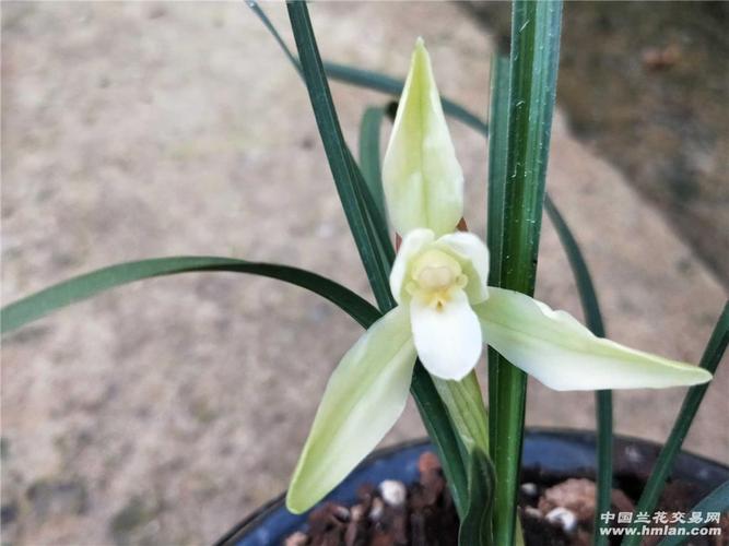 春兰白雪冰心已开花