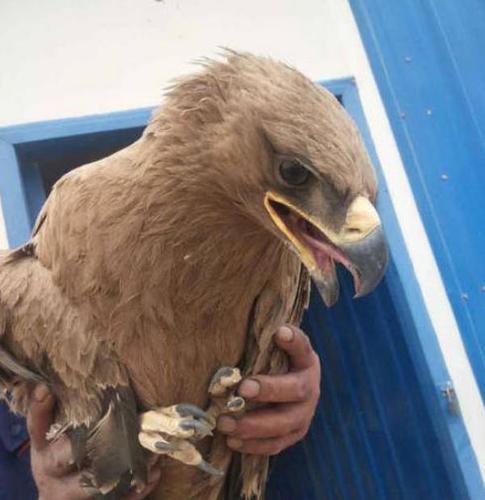 甘肃瓜州救助一只受伤的国家一级保护动物野生金雕