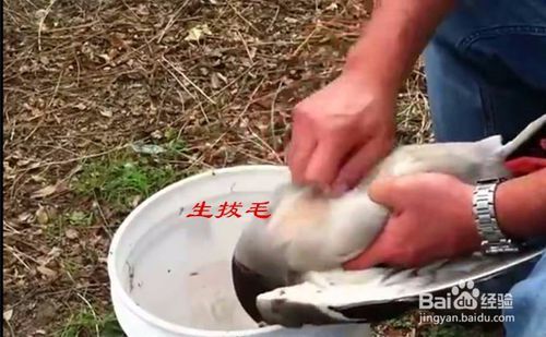烫一下毛,这样拔起来相对容易不费力,但还是很难将鸽子的细毛拔除干净
