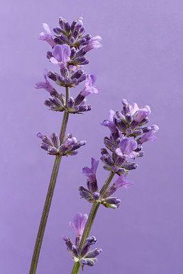 lavender (lavandula angustifolia), close up