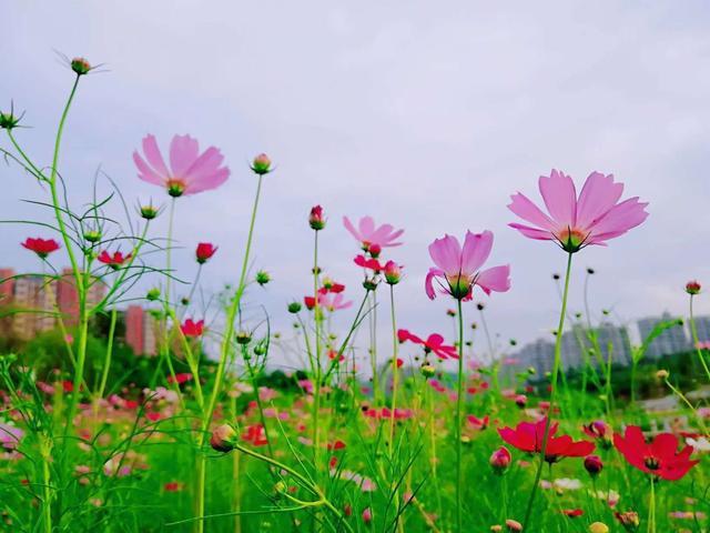 格桑花,美好幸福的象征