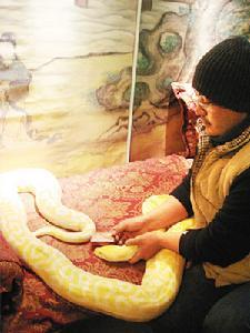 产下19枚蛇卵 沙市中山公园动物园的黄金蟒和黑蟒在成功交配7个月后