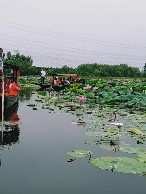 抚顺市七八届106位同学,铁岭莲花湖湿地公园一日