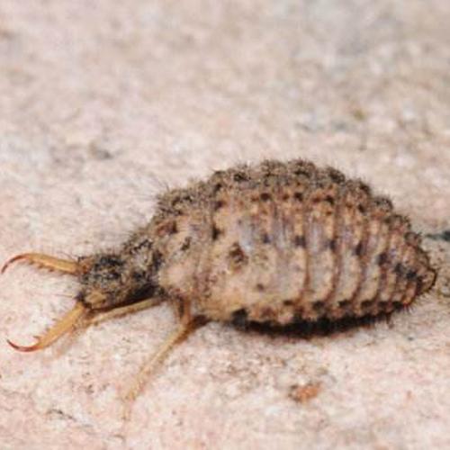 地牯牛多少钱一斤地牯牛的功效与作用