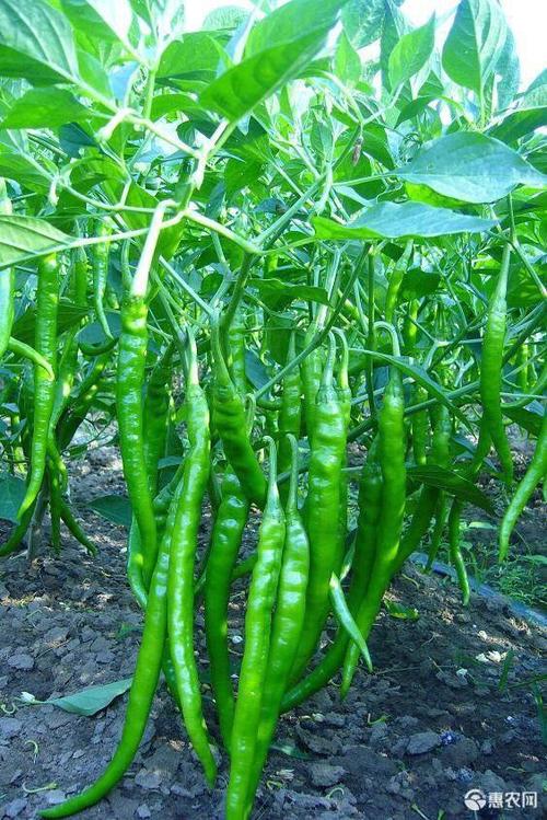 二荆条 辣椒 线椒 鸡肠椒