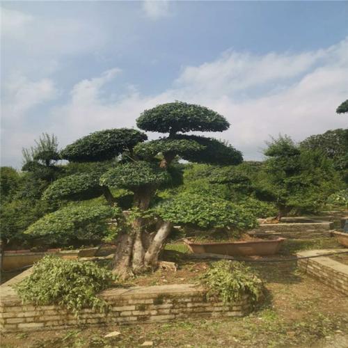 对节白蜡产地 出售白蜡 对节白蜡造型树