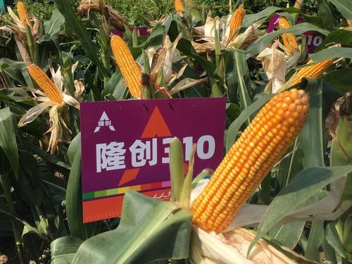 最新双国审超级红轴玉米——隆创310强势来袭!你准备好了吗?