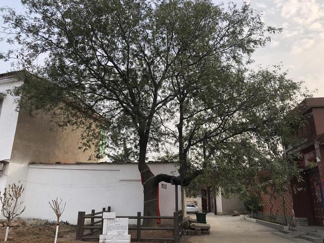 来集镇陈沟村桑树