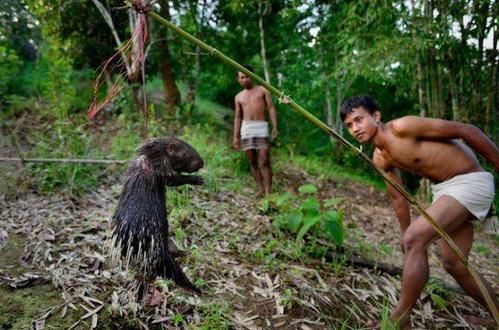 豪猪竟然被逮住之后用绳子挂在树枝上最大的天敌就是人