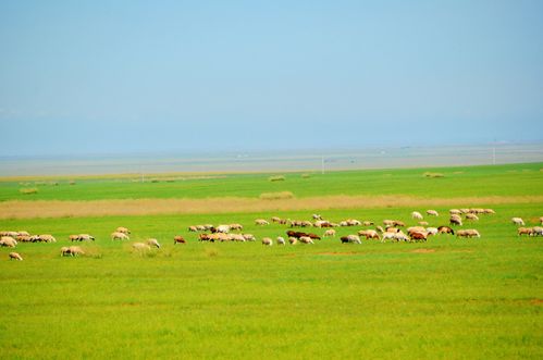 草原上绿草蓝天牛羊,原创拍摄_高清图集_新浪网