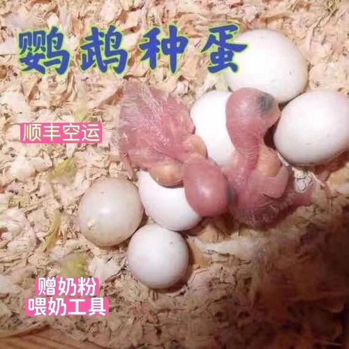 玄凤鸟蛋受精蛋新鲜玄凤鹦鹉种蛋黄化原始灰珍珠可人工孵化发顺丰