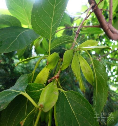 神奇中药——杜仲树图片