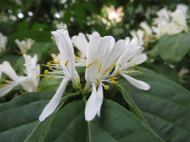 这是什么花?白色串状花瓣,在大庆路边发现