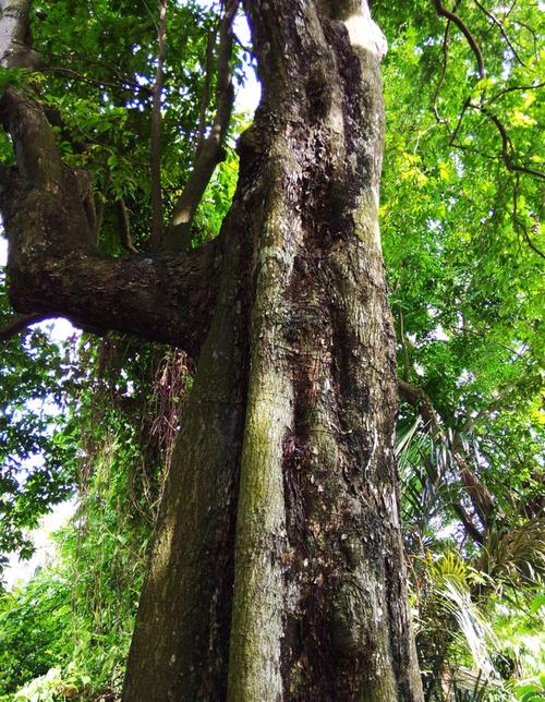 所以印度人很尊敬和爱护紫檀树