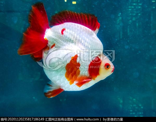 [正版商业]金鱼